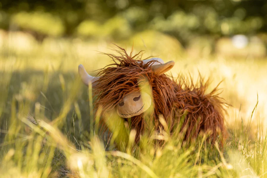Heidi the Highland Cow - Image 3